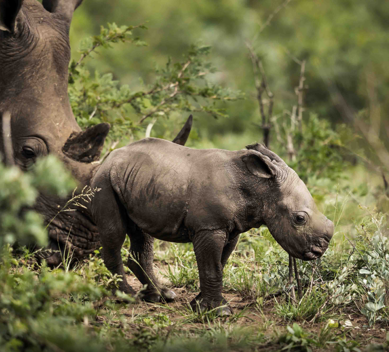 Baby Rhino with its Mother a part of the African Parks Rhino Rewild
