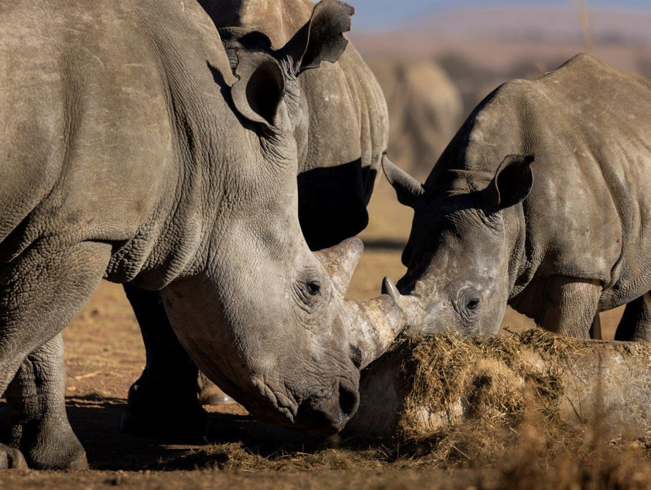 Rhinos gathered eating 
