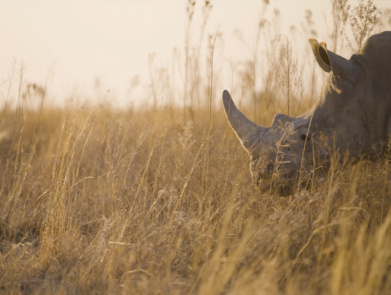 Rhino Emerging from the Brush 