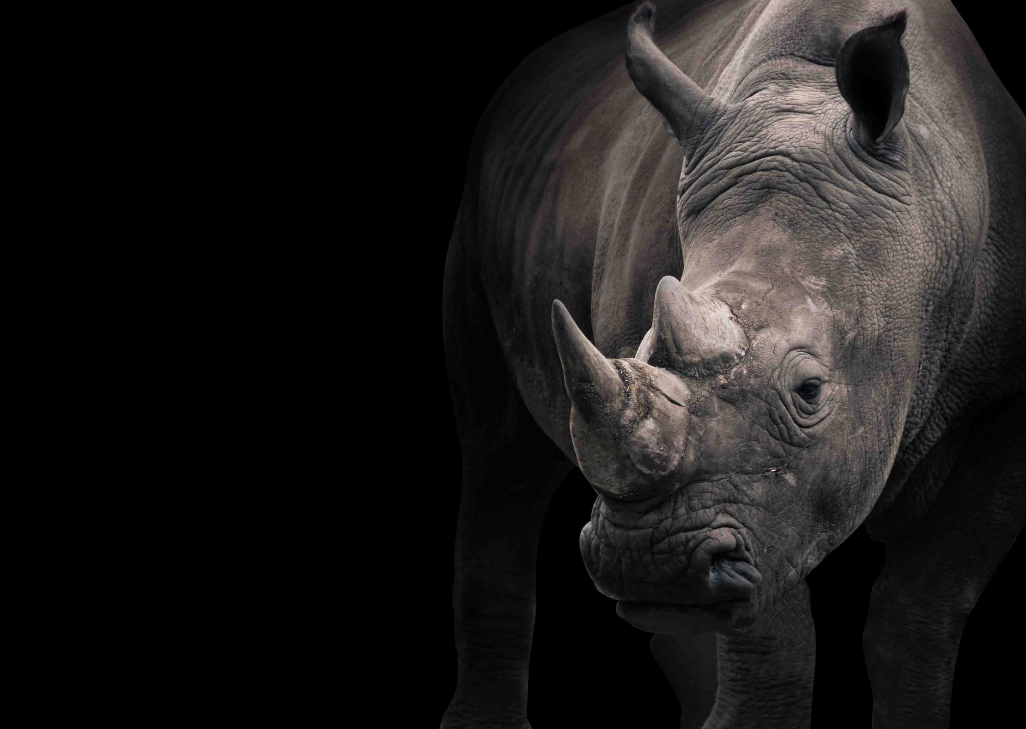 Adult Rhino part of African Parks Rhino Rewild