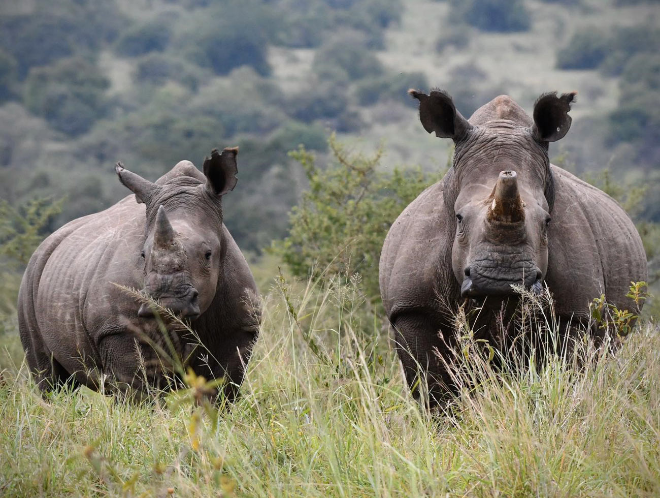 Two adult rhinos in the high grass