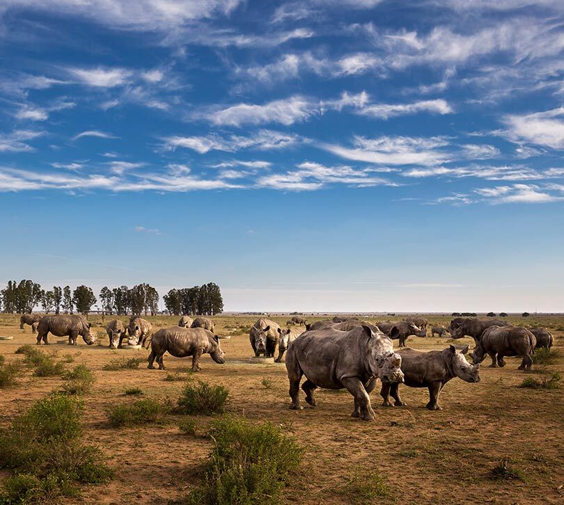 Multiple Rhinos on the plain part of African Parks Rhino Rewild Mission