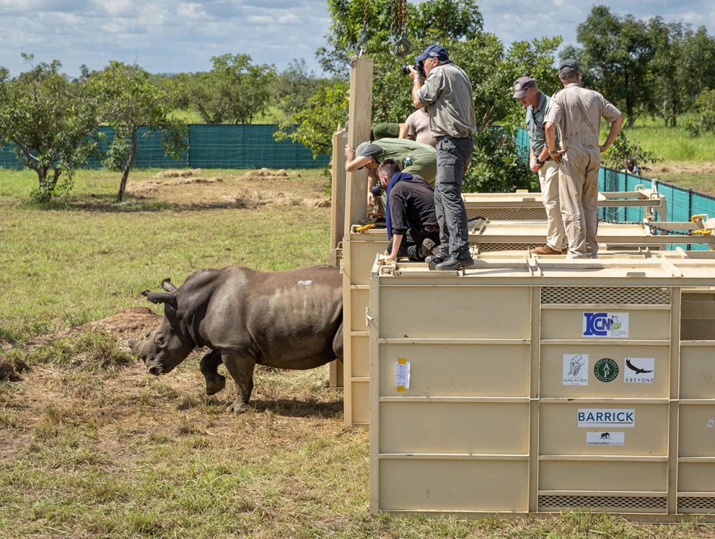 Men standing on a container releasing a rhino to the wild preserve