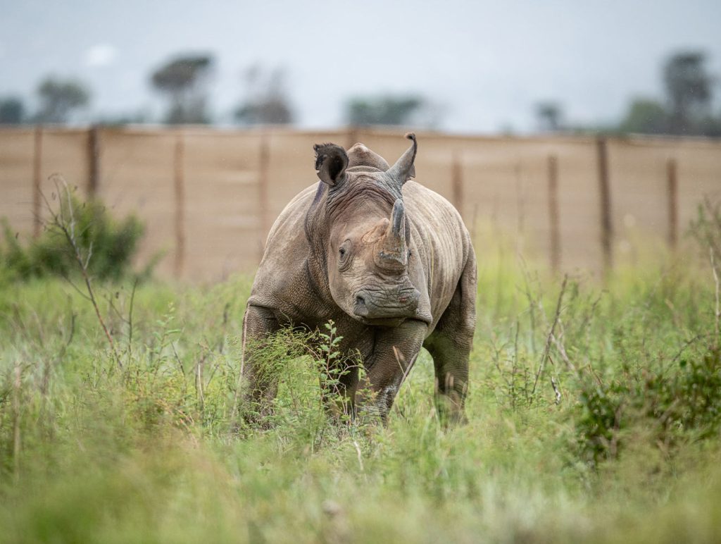 Rhino running on the reserve