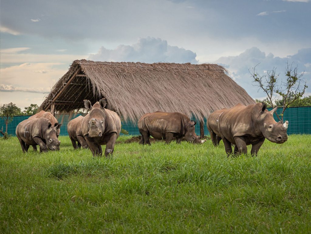 Multiple rhinos on the reserve near a hut