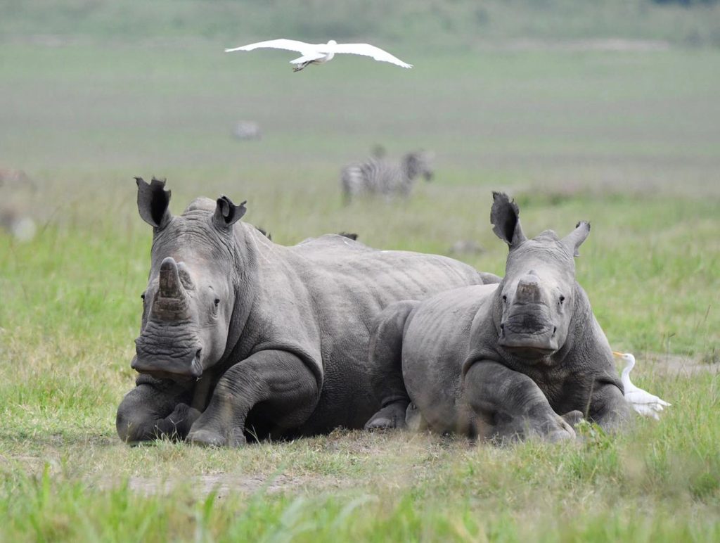 Two Rhinos resting with a bird flying above them