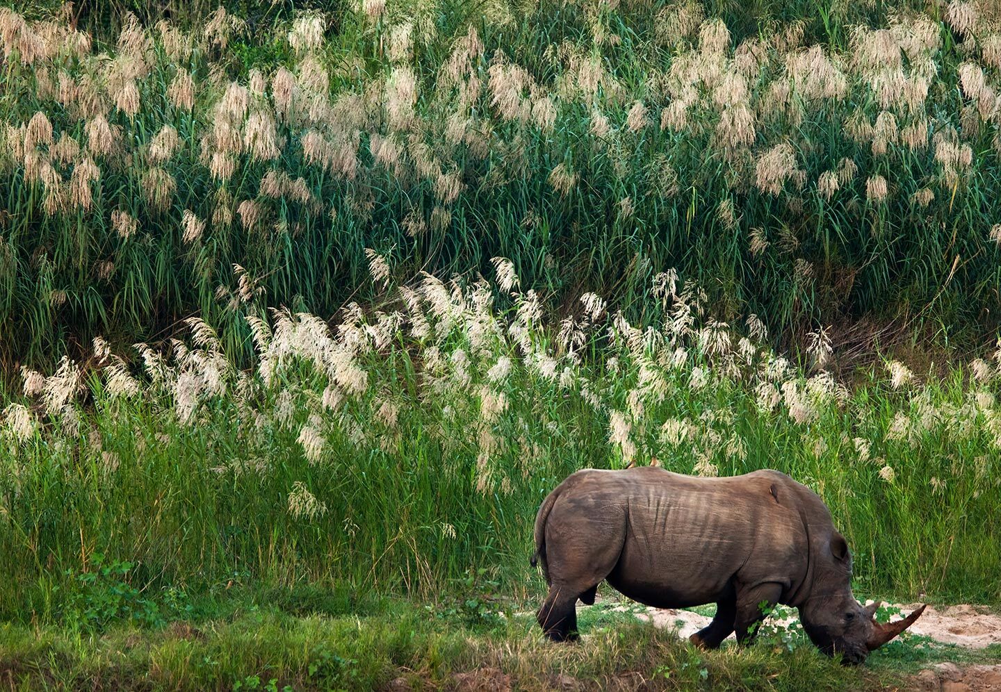 A Rhino grazing in the field at African Parks Rhino Rewild