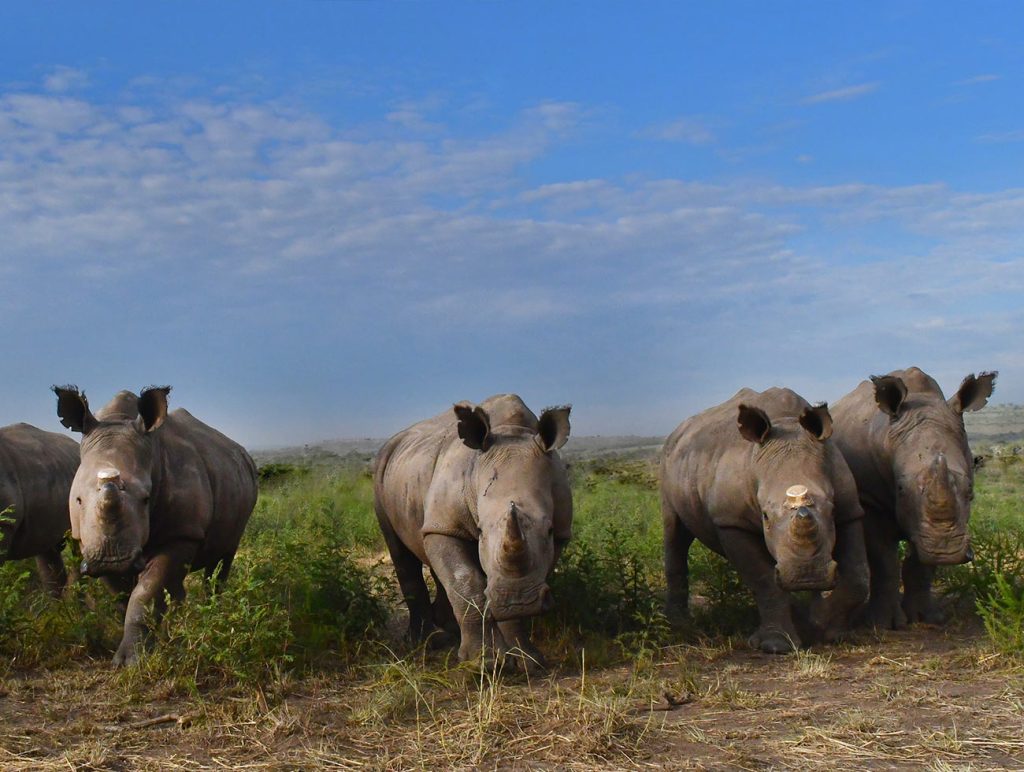 4 Rhinos on the plain grazing