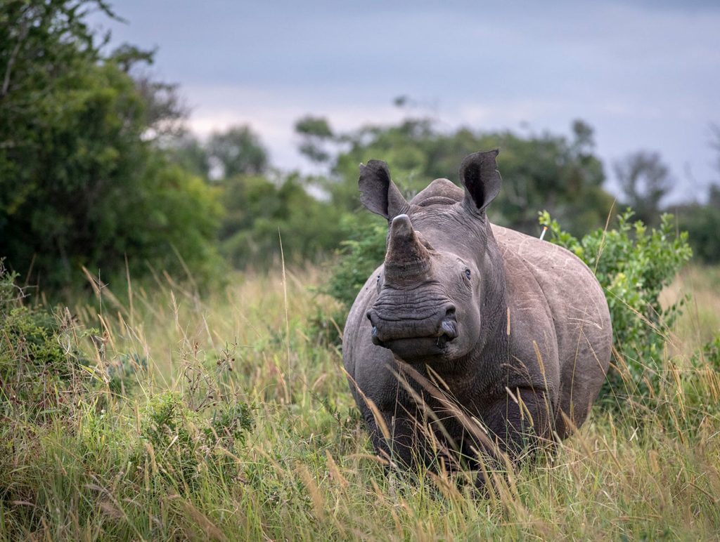An Adult Rhino standing in the tall grass on the reserve