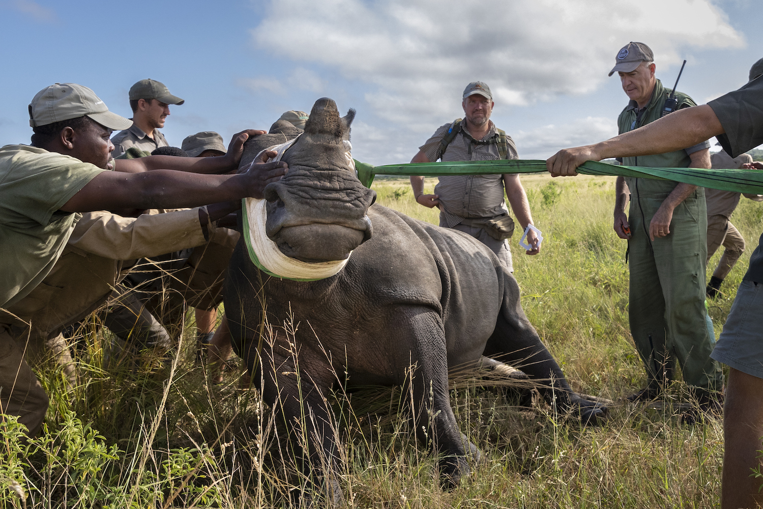 Staff members capturing a white rhino in Phinda Private Game Reserve