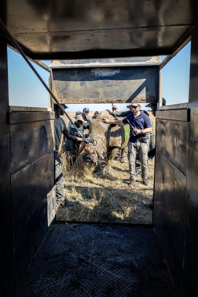 A rhino being loaded onto a crate for the 2024 AP Rhino Rewild GKEPF Translocation © Michael Dexter