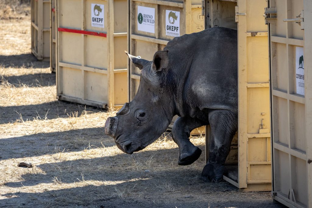 A rhino leaving its crate upon release during the 2024 AP Rhino Rewild GKEPF Translocation © Michael Dexter