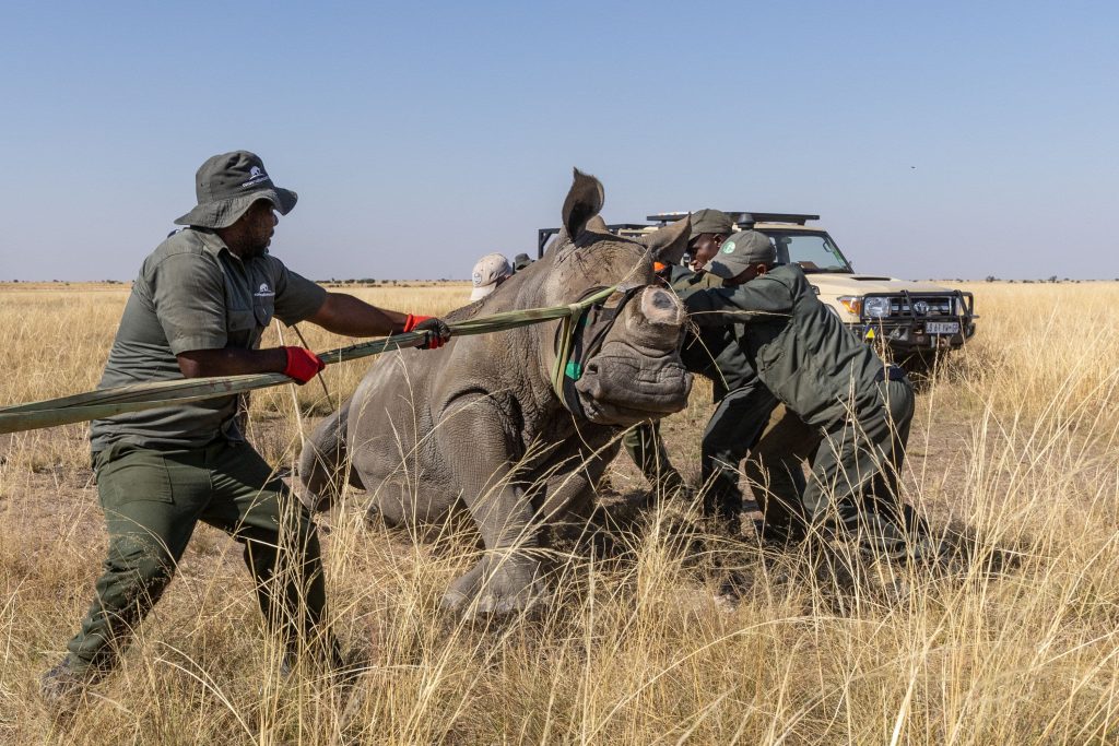 Capture team moving an anestheticised rhino for 2024 AP Rhino Rewild GKEPF Translocation © Michael Dexter