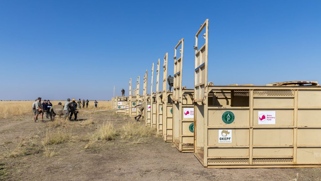 Crates opened for loading of 120 rhino during the 2024 AP Rhino Rewild GKEPF Translocation © Michael Dexter