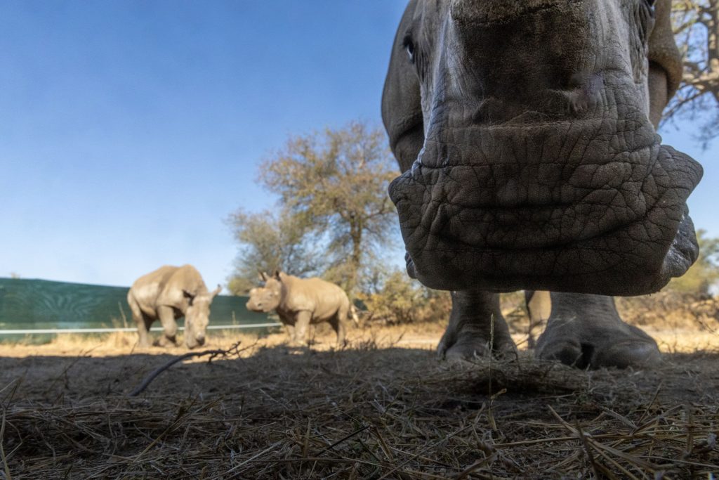 Rhino in a boma during the 2024 AP Rhino Rewild GKEPF Translocation © Michael Dexter