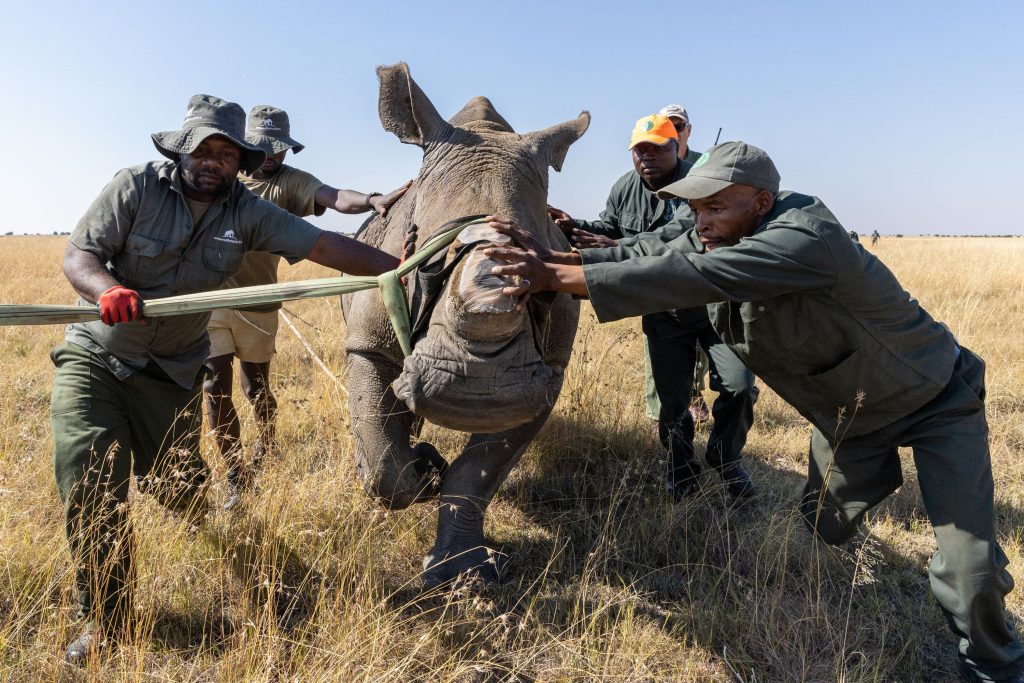 Tranquilised rhino being led to crate for 2024 AP Rhino Rewild GKEPF Translocation © Michael Dexter