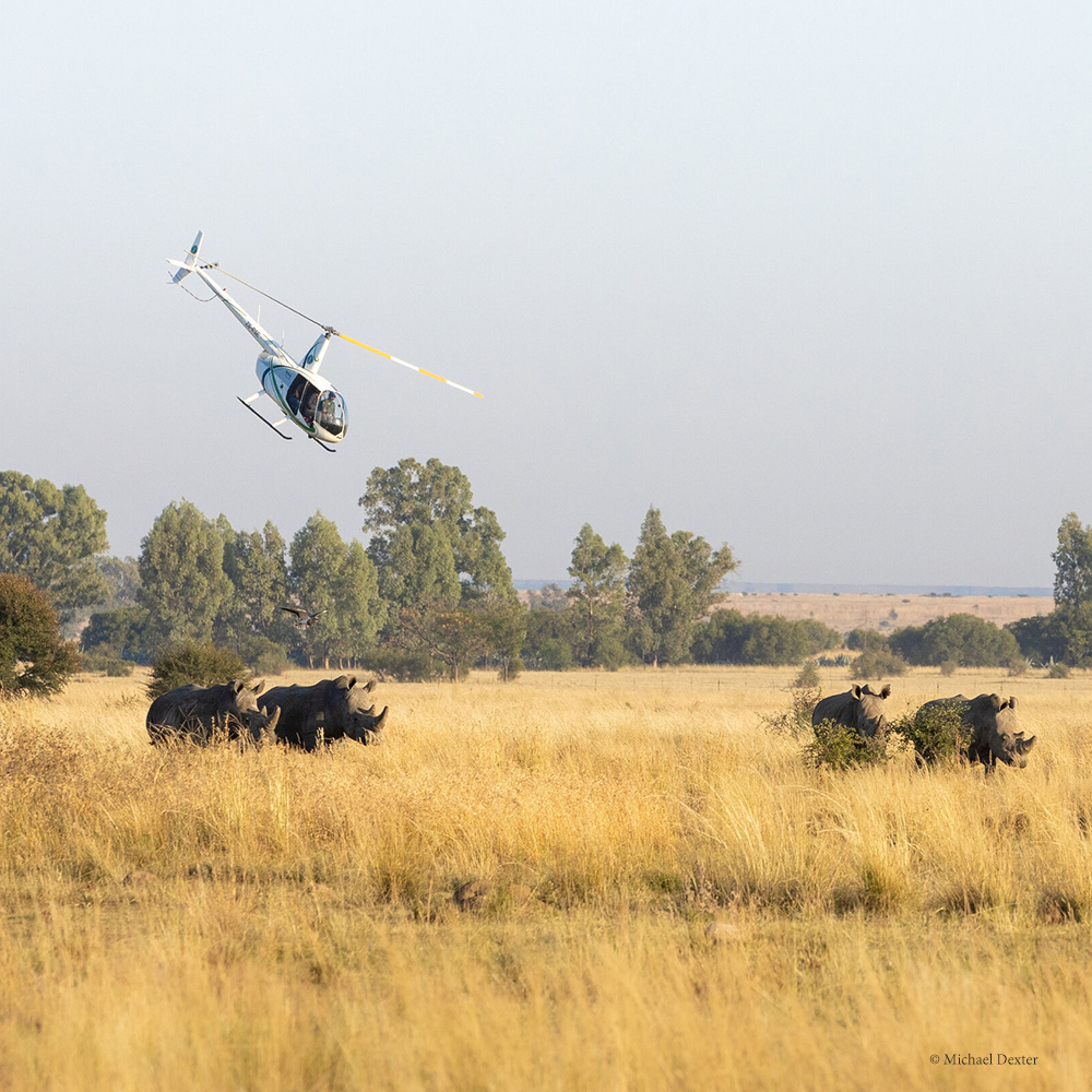 Helicopter hovers over Southern White Rhino herd